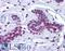 Secernin 3 antibody, LS-B5309, Lifespan Biosciences, Immunohistochemistry paraffin image 