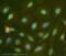 Neurogenin 1 antibody, ab66498, Abcam, Immunofluorescence image 