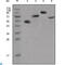 Human IgG (Fc) antibody, LS-C812364, Lifespan Biosciences, Western Blot image 