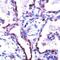 Claudin 5 antibody, PA1-37473, Invitrogen Antibodies, Immunohistochemistry frozen image 