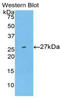 Ubiquitin C-Terminal Hydrolase L5 antibody, LS-C296906, Lifespan Biosciences, Western Blot image 