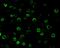 Caspase 8 Associated Protein 2 antibody, A03925, Boster Biological Technology, Immunofluorescence image 