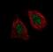 Bromodomain Containing 4 antibody, NBP2-52958, Novus Biologicals, Immunofluorescence image 