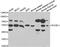 RuvB Like AAA ATPase 1 antibody, TA332864, Origene, Western Blot image 