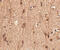 SLIT And NTRK Like Family Member 3 antibody, 4461, ProSci, Immunohistochemistry frozen image 