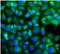 Ubiquitin Specific Peptidase 10 antibody, FNab10128, FineTest, Immunofluorescence image 