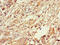 TIP47 antibody, CSB-PA013294LA01HU, Cusabio, Immunohistochemistry frozen image 