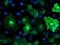 Anaphase Promoting Complex Subunit 2 antibody, LS-C340596, Lifespan Biosciences, Immunofluorescence image 