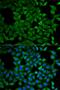 Atlastin GTPase 1 antibody, orb167216, Biorbyt, Immunofluorescence image 