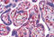 Staufen Double-Stranded RNA Binding Protein 1 antibody, MBS243618, MyBioSource, Immunohistochemistry paraffin image 