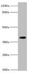 Pseudomonas sp.Carboxypeptidase G2 antibody, orb241160, Biorbyt, Western Blot image 