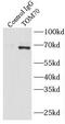 Translocase Of Outer Mitochondrial Membrane 70 antibody, FNab08861, FineTest, Immunoprecipitation image 