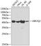 Ubiquitin Conjugating Enzyme E2 Q2 antibody, GTX65552, GeneTex, Western Blot image 