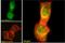 DNA excision repair protein ERCC-1 antibody, LS-B3956, Lifespan Biosciences, Immunofluorescence image 