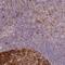 E3 ubiquitin-protein ligase HERC2 antibody, NBP2-37922, Novus Biologicals, Immunohistochemistry frozen image 