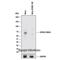 BCL2 Associated Athanogene 4 antibody, NB100-56696, Novus Biologicals, Western Blot image 