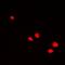 RNA Polymerase II Subunit D antibody, orb381966, Biorbyt, Immunofluorescence image 