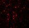 Zinc transporter ZIP5 antibody, A09389, Boster Biological Technology, Immunofluorescence image 