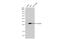 Chloride Intracellular Channel 4 antibody, GTX104888, GeneTex, Western Blot image 