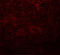 Solute Carrier Family 37 Member 2 antibody, 5647, ProSci Inc, Immunofluorescence image 