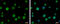 Fermitin Family Member 3 antibody, GTX116928, GeneTex, Immunofluorescence image 