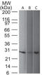 Ubiquitin C-Terminal Hydrolase L1 antibody, AM50184PU-S, Origene, Western Blot image 