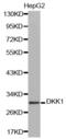Dickkopf WNT Signaling Pathway Inhibitor 1 antibody, abx000766, Abbexa, Western Blot image 