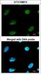 CBFA2/RUNX1 Partner Transcriptional Co-Repressor 2 antibody, GTX108813, GeneTex, Immunocytochemistry image 