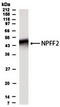 Neuropeptide FF receptor 2 antibody, TA309772, Origene, Western Blot image 