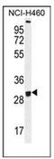 Olfactory Receptor Family 2 Subfamily B Member 11 antibody, AP53028PU-N, Origene, Western Blot image 