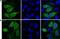 BirA antibody, NBP2-59938, Novus Biologicals, Immunofluorescence image 