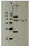 TATA-Box Binding Protein Associated Factor 11 antibody, 62-018, BioAcademia Inc, Western Blot image 