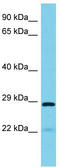 Pyrroline-5-Carboxylate Reductase 3 antibody, TA330721, Origene, Western Blot image 