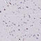 Cysteinyl-TRNA Synthetase 2, Mitochondrial antibody, HPA041776, Atlas Antibodies, Immunohistochemistry frozen image 