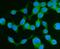 Drebrin 1 antibody, A05530-1, Boster Biological Technology, Immunofluorescence image 