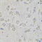 Eukaryotic translation initiation factor 3 subunit F antibody, 22-639, ProSci, Immunohistochemistry frozen image 