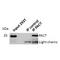 HSP70 antibody, orb228564, Biorbyt, Western Blot image 