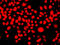 Interferon Related Developmental Regulator 1 antibody, 14-915, ProSci, Immunofluorescence image 
