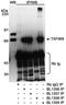 TATA-binding protein-associated factor 2N antibody, A300-309A, Bethyl Labs, Immunoprecipitation image 