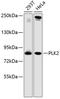 Polo Like Kinase 2 antibody, 14-629, ProSci, Western Blot image 