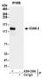 Intercellular Adhesion Molecule 3 antibody, A304-334A, Bethyl Labs, Immunoprecipitation image 