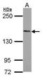PH Domain And Leucine Rich Repeat Protein Phosphatase 2 antibody, GTX119004, GeneTex, Western Blot image 