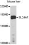 Solute Carrier Family 4 Member 7 antibody, A10271, ABclonal Technology, Western Blot image 
