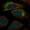 Phosphofurin Acidic Cluster Sorting Protein 2 antibody, HPA077892, Atlas Antibodies, Immunofluorescence image 