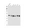 E2F Associated Phosphoprotein antibody, A07290-1, Boster Biological Technology, Western Blot image 