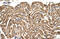 ATP Synthase F1 Subunit Beta antibody, ARP48185_T100, Aviva Systems Biology, Immunohistochemistry frozen image 