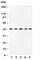 Mitogen-Activated Protein Kinase Kinase 4 antibody, R31399, NSJ Bioreagents, Western Blot image 