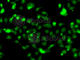 CDC Like Kinase 1 antibody, A6887, ABclonal Technology, Immunofluorescence image 
