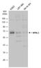 NPR3 Like, GATOR1 Complex Subunit antibody, GTX133549, GeneTex, Western Blot image 