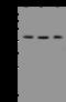 Basic Leucine Zipper And W2 Domains 2 antibody, 200476-T32, Sino Biological, Western Blot image 